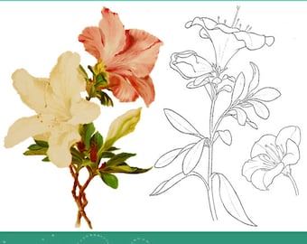 FLOWER PAINTING in WATERCOLORS with 8 Full Color Flowers and Line Drawings with Instructions 53 Pgs Rare Old Printable Book Instant Download