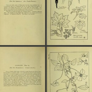 A Handbook of PLANT FORM for Students of DESIGN Rare Book With - Etsy