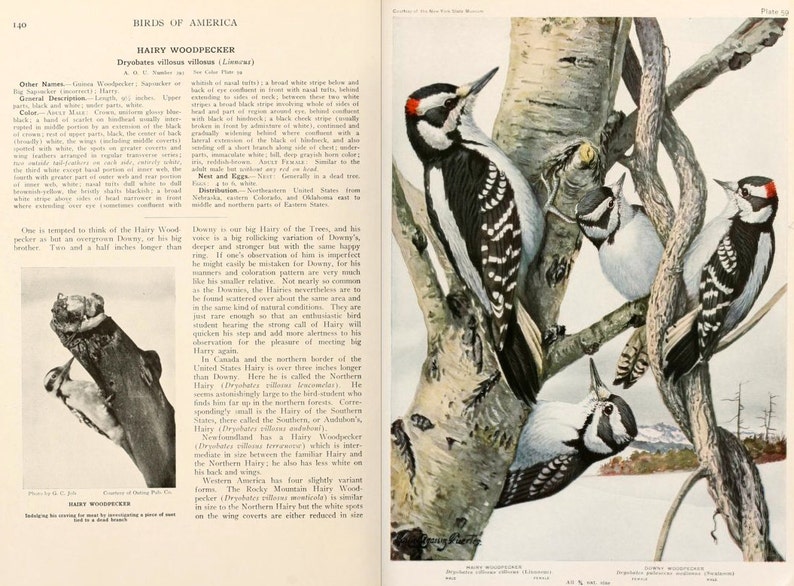 All ABOUT BIRDS of AMERICA Volume 2 Rare illustrated Guide 322 Pages 34 Full Color Pictures Instant Download image 5