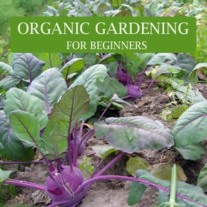 May include: A close-up of a row of purple kohlrabi plants growing in a garden. The plants have large, green leaves and the kohlrabi bulbs are visible. The text "ORGANIC GARDENING FOR BEGINNERS" is displayed at the top of the image.