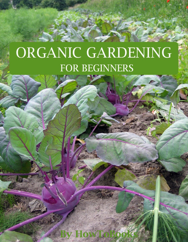 May include: A close-up of a row of purple kohlrabi plants growing in a garden. The plants have large, green leaves and the kohlrabi bulbs are visible. The text "ORGANIC GARDENING FOR BEGINNERS" is displayed at the top of the image.
