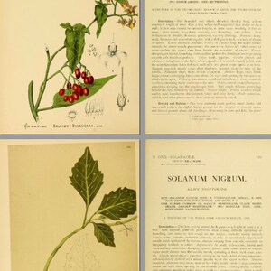 American Homeopathic Plants 369 Pages Printable Rare Illustrated and ...