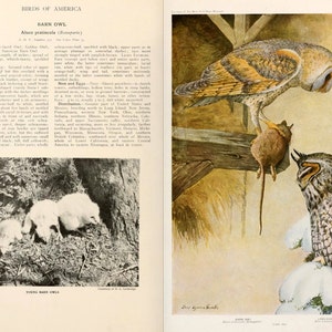 All ABOUT BIRDS of AMERICA Volume 2 Rare illustrated Guide 322 Pages 34 Full Color Pictures Instant Download image 3