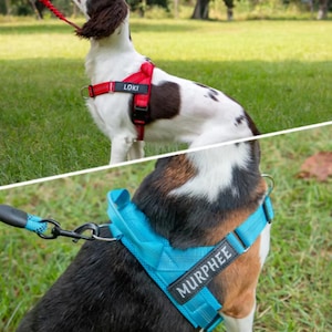 Puede incluir: Dos perros con arneses. Uno tiene un arnés rojo con "LOKI" y el otro tiene un arnés azul con "MURPHEE". Ambos perros están al aire libre en una zona cubierta de hierba.