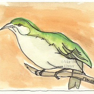 Watercolor Bird Drawing of a Hawaiian Akikiki Bird