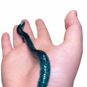 Enpack med grönt pumpa, 13 cm fiskedrag.