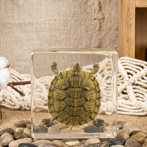 May include: A decorative turtle encased in a clear resin block. The turtle has a detailed, textured shell in shades of green and brown. The resin block sits on a bed of small, smooth stones. The background includes natural elements like wood and dried flowers.