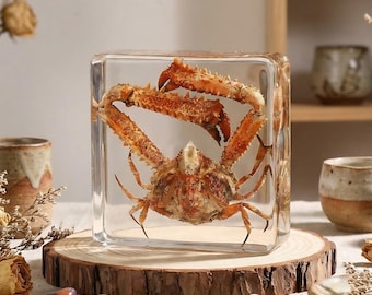 Echtes Krabben Exemplar in Harz - Meeresbiologie Taxidermy Kunst für Wissenschaftsbildung Sammlung & Dekor - Ethisch bezogen