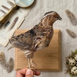 Vero e proprio supporto tassidermizzato di quaglie - Stranezze e curiosità di uccelli impagliati - Animali educativi / di provenienza etica