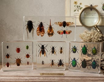 Echte Insekten Specimen Blöcke - Honigbiene, Schmetterling, Libelle, Käfer Dekor