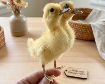 May include: A fluffy, yellow two-headed duckling stands on a wooden surface. The duckling has two beaks and two sets of eyes. A small wooden tag that reads "Handmade Nature Curios" is next to the duckling. A hand is holding the duckling.
