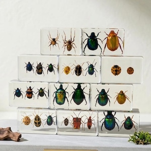 Può includere: Una collezione di blocchi rettangolari disposti a piramide, ognuno con un insetto diverso. Gli insetti variano di colore, tra cui verde, oro e nero. La base presenta un piccolo pezzo di legno e un cartello con la scritta "ENTOMOLOGY COLLECTION - EXHIBIT 01."