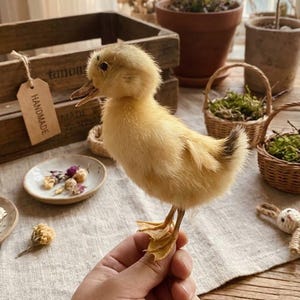 May include: A small, fluffy yellow duckling with webbed feet. The duckling is being held up by a hand. In the background are small woven baskets, a wooden crate, and small dishes with dried flowers. The tag on the crate says "handmade".