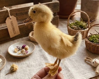 Anatroccolo tassidermizzato autentico - Esemplare di anatra gialla, stranezze e curiosità, animale di peluche educativo / di provenienza etica