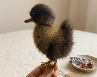 Véritable caneton taxidermie - Spécimen de bébé canard jaune bizarreries et curiosités éducatives en peluche | Source éthique