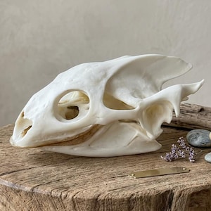 Puede incluir: Un cráneo animal blanco que presenta un hocico alargado prominente, grandes cuencas oculares y estructuras óseas complejas a lo largo del lateral. El cráneo está colocado horizontalmente, mostrando una textura superficial lisa de color blanco roto y rasgos anatómicos distintos.