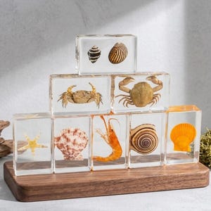 May include: A display of clear resin blocks containing marine specimens. The blocks feature a starfish, seashells, shrimp, crabs, and other sea creatures. The blocks are arranged on a wooden base, creating a unique decorative piece.