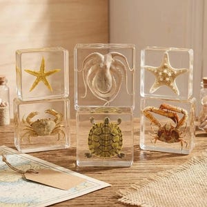 May include: Six clear resin cubes displaying preserved marine creatures: starfish, crabs, an octopus, and a turtle. The specimens are encased in transparent blocks, creating a unique display. The cubes are arranged on a wooden surface.