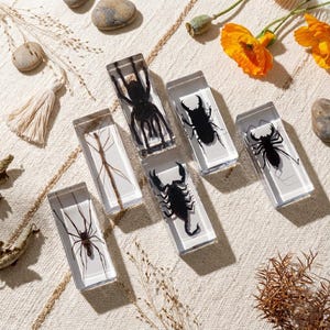 Könnte beinhalten: Eine Sammlung klarer Harzblöcke, die jeweils ein konserviertes Insekt enthalten. Zu den Insekten gehören eine Spinne, ein Skorpion, ein Käfer und eine Stabheuschrecke. Die Blöcke sind auf einer strukturierten, cremefarbenen Oberfläche mit getrockneten Pflanzen und orangefarbenen Blüten angeordnet.