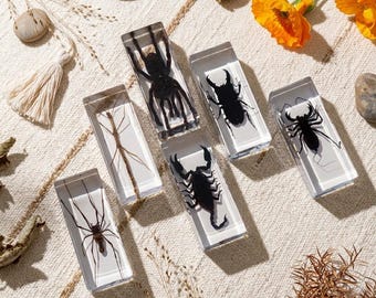 Echtes Specimen in Resin eingegossen