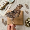 Real Quail Taxidermy Mount - Stuffed Bird Oddities and Curiosities Animal Educational | Ethically Sourced