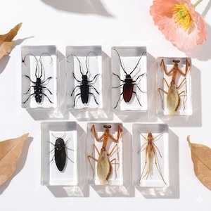 Real Insect Specimen in Resin - Entomology Taxidermy Art for Science Education Collection & Decor -  Longhorn, Beetle, Cicada, Locust