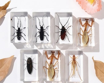 Real Insect Specimen in Resin - Entomology Taxidermy Art for Science Education Collection & Decor -  Longhorn, Beetle, Cicada, Locust