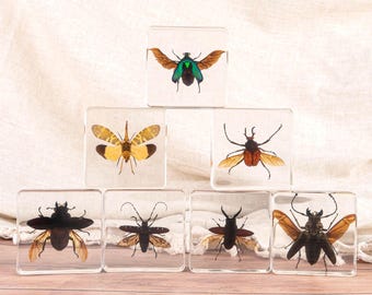 Real Insect Butterfly Specimen in Resin - Taxidermy Art for Science Education Collection & Decor - Ethically Sourced