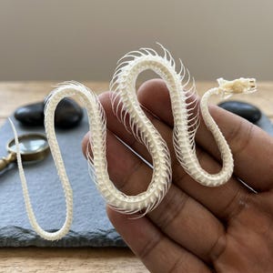 May include: A white, articulated snake skeleton featuring a detailed skull and a long, winding vertebral column with delicate, thin ribs extending from each segment, showcasing the natural structure of the reptile's spinal anatomy.