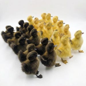 May include: A group of fluffy ducklings, some dark brown and others yellow, are clustered together on a white surface. The ducklings have small beaks and webbed feet, suggesting a farm or springtime theme.