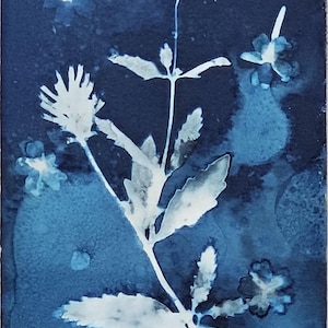 May include: A cyanotype print of a white flower with leaves on a dark blue background.