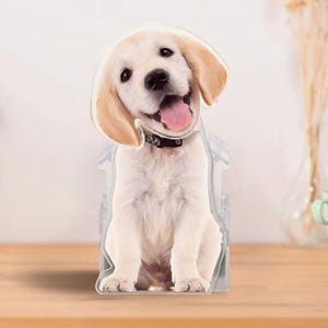 May include: A clear acrylic stand featuring a high-resolution photographic print of a light-coloured golden retriever puppy sitting down. The puppy has floppy ears, a black nose, and an open mouth with a visible pink tongue, wearing a black collar.