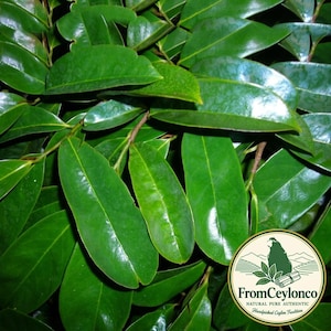 Puede incluir: Un grupo de hojas ovaladas de color verde oscuro brillante con bordes lisos y venas visibles. En la esquina inferior derecha, un logotipo circular muestra una silueta verde de Sri Lanka, hojas de té y el texto FromCeylonco Natural Pure Authentic.