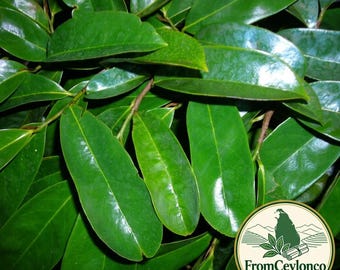 Hojas de Guanábana 100% Orgánica / Té de Graviola Seca / Hojas de Guanábana / Annona Muricata / Té de Hierbas Guayabano