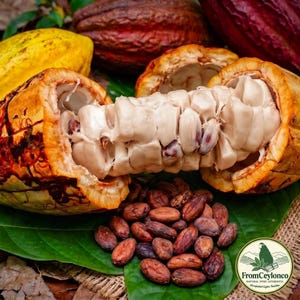 Puede incluir: Una mazorca de cacao abierta que revela granos cubiertos de pulpa blanca, rodeada de granos de cacao marrón oscuro sobre una hoja verde. Un logo circular muestra una silueta verde de Sri Lanka con el texto FromCeylonco Natural Pure Ceylon.