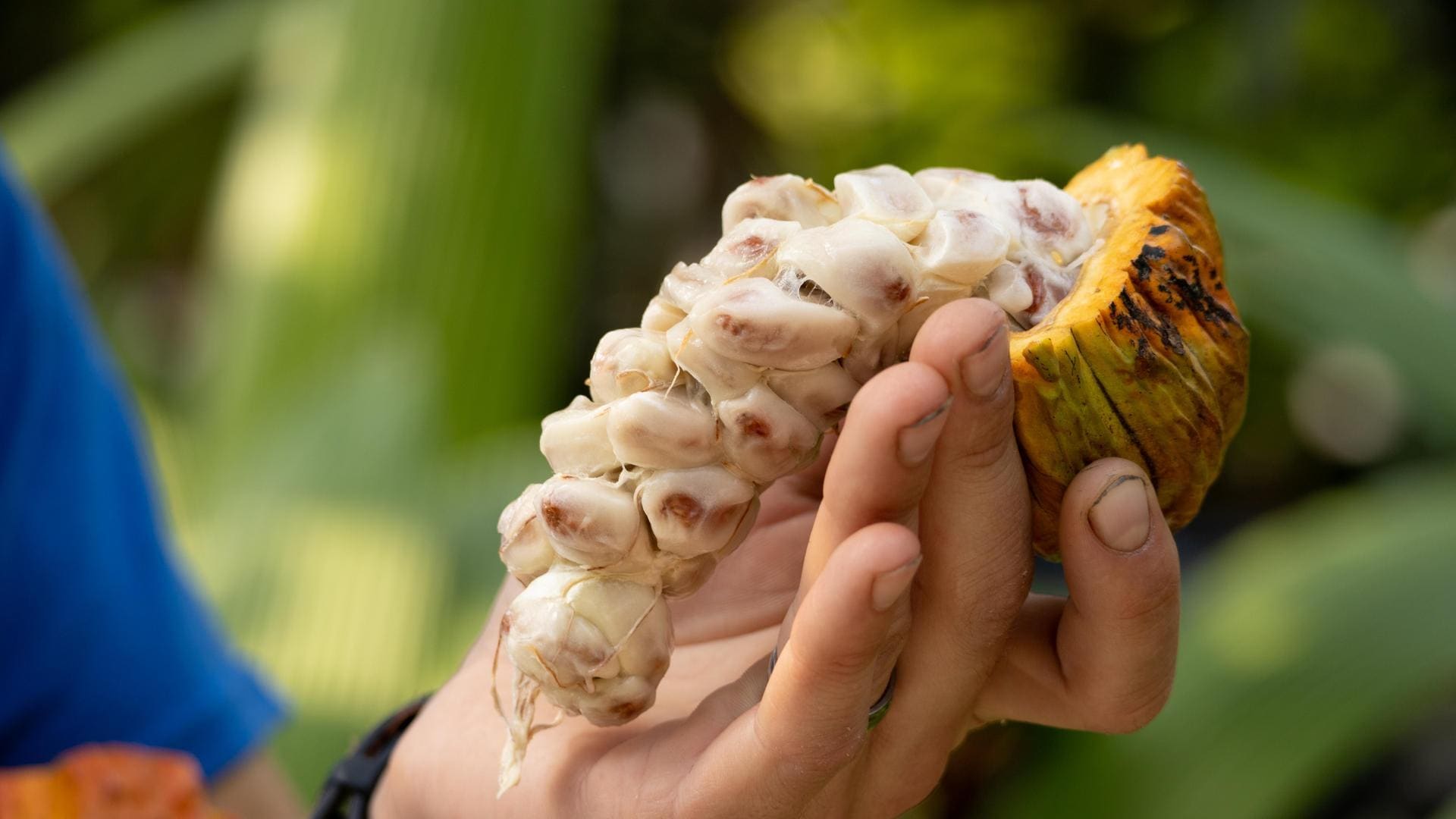Cacao seeds - Etsy 日本