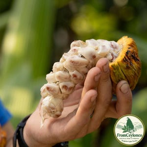 Puede incluir: Una mazorca de cacao recién abierta con una cáscara exterior de color amarillo anaranjado y semillas blancas y pulposas expuestas en racimo. La fruta se sostiene en una palma abierta, revelando el interior húmedo y texturizado del cacao.
