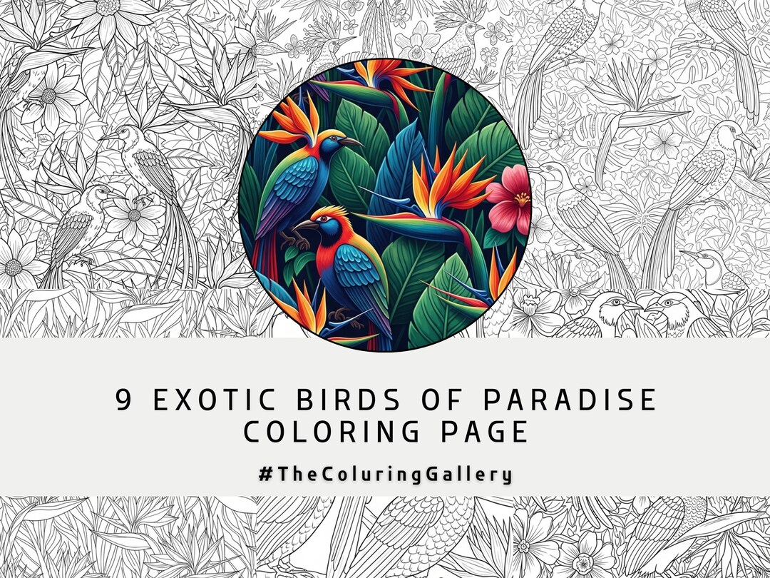 9 Exotic Birds Coloring Pages for Adults, Intricate Tropical Birds of ...