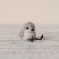 Handcrafted Needle Felted Sandpiper Chick - Wool Shorebird Wading Animal Miniature Figurine Art