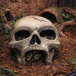 Könnte beinhalten: Ein großer, verwitterter Reptilienunterschlupf in Schädelform. Der Schädel ist hellgrau mit einem Riss über der Oberseite. Eine gemusterte Schlange ist in den Augenhöhlen und im Maul des Schädels zu sehen. Der Unterschlupf befindet sich in einem Terrarium mit Holzspänen.