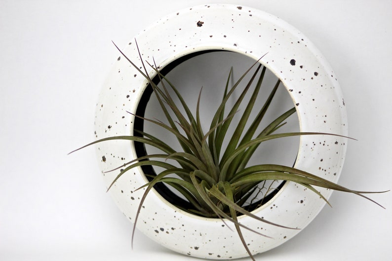 Extra Large Wall Hanging Planter For Airplant Tillandsia O By Golem
