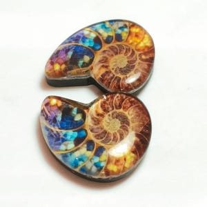 May include: Two decorative ammonite fossil cabochons. The cabochons feature a spiral design with a mosaic of blue, purple, yellow, and orange colours. The fossils are set on a black base and are displayed on a white background.