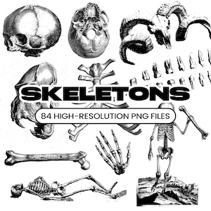 Op de afbeelding: Zwart-wit illustraties van verschillende skeletelementen, waaronder schedels, botten en een compleet skelet. Het woord "Skeletons" staat prominent afgebeeld, samen met de tekst "84 High-Resolution PNG Files".