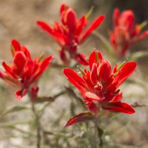 May include: A cluster of vibrant red Indian paintbrush flowers featuring pointed, leaf-like bracts surrounding small, inconspicuous green and yellow centers, supported by slender, thin green stems with narrow, lance-shaped foliage.