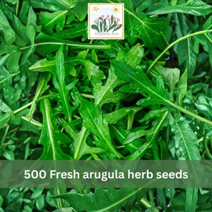 May include: A close-up of fresh arugula leaves, showcasing their vibrant green color and distinctive shape. The image includes the text "500 Fresh arugula herb seeds". A small logo is in the top right corner.