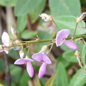 May include: A cluster of small, delicate light purple flowers growing along a thin, green, branching stem. The blossoms feature rounded petals and are interspersed with unopened buds, set against a backdrop of soft, out-of-focus green foliage.