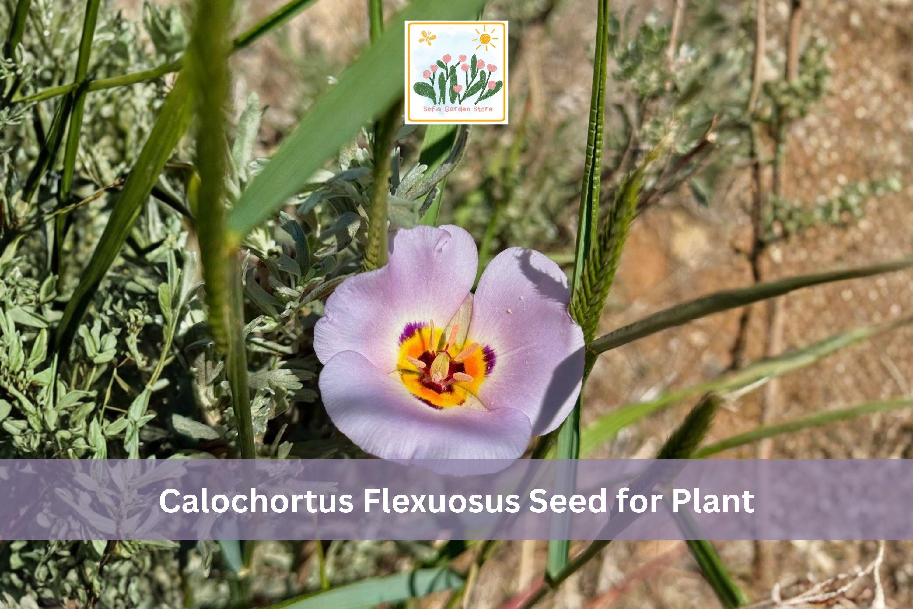 30 Winding Mariposa Lily Seeds | Native Wildflower - Etsy