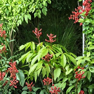 May include: A vibrant image of lush greenery with bright red flowers. Large, green leaves form the foreground, while smaller red flower clusters and other green foliage fill the background. The scene is well-lit, showcasing the natural beauty of the plants.