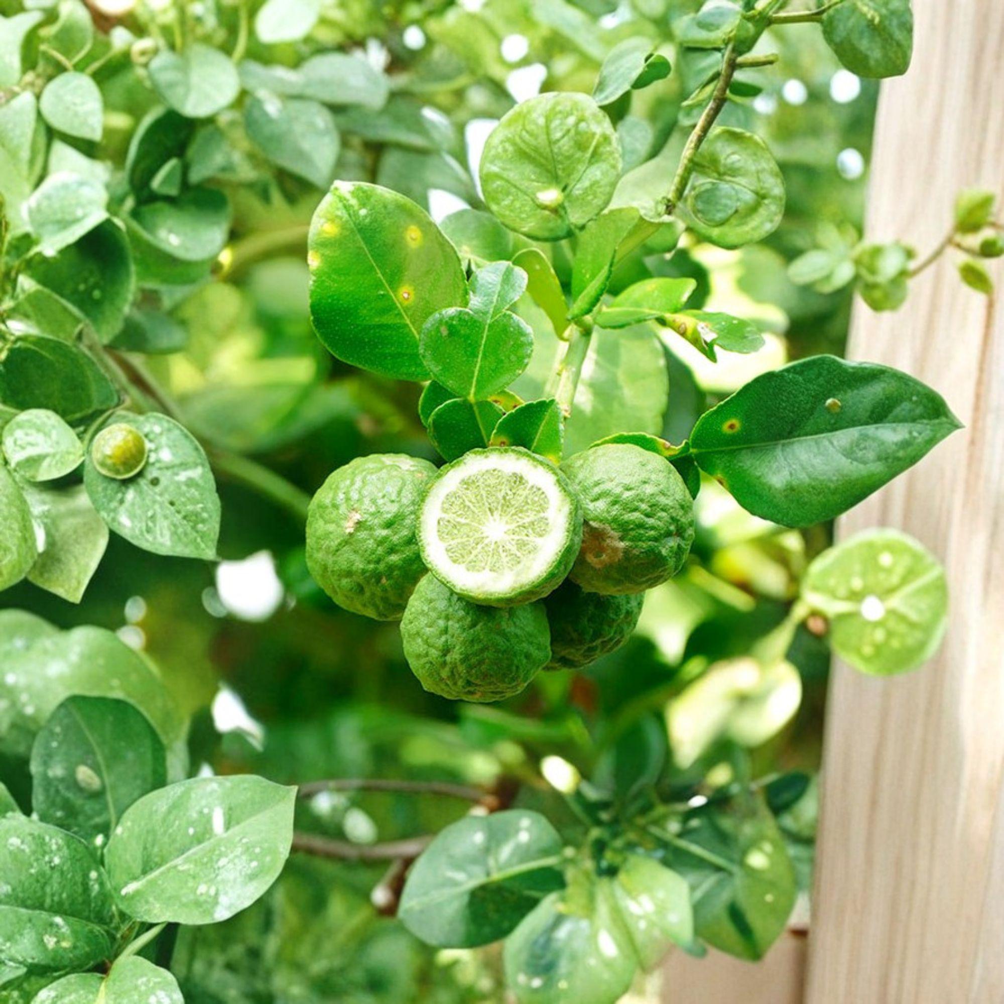 Kaffir Lime 5 Cuttings – Citrus Hystrix - Etsy