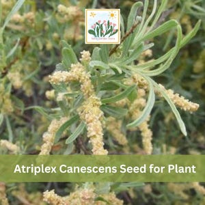 May include: Atriplex canescens plant featuring pale green, narrow leaves and clusters of small, textured, light yellow seeds. A square logo with a sun and flower icon is visible at the top, and the text Atriplex Canescens Seed for Plant is centered.